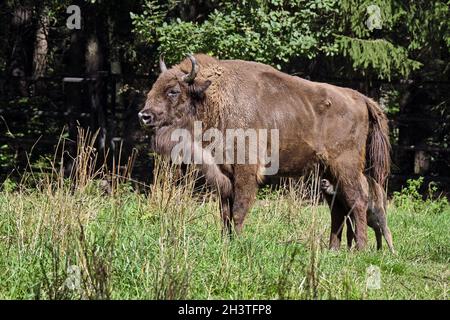 Europäischer Bison oder Europäischer Bison (Bos bonasus) mit frisch übersätem Kalb. Stockfoto