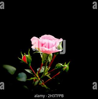 Zarte rosa Rose mit Knospen isoliert auf schwarzem Hintergrund. Perfekt für Grußkarten zum Geburtstag, Valentinstag und zum Muttertag Stockfoto