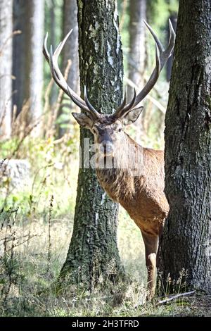 Rothirsch (Cervus Elaphus). Stockfoto