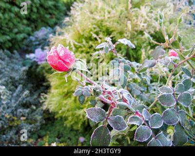 Winter im Garten. Der erste Frost und gefrorene rosa Rose. Stockfoto