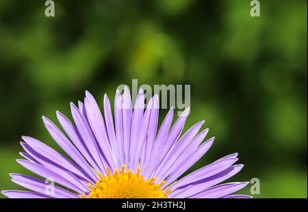 Alpine Aster (Aster alpinus). Schöne lila Blüten mit einem orangen Zentrum Stockfoto