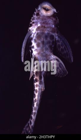 Gewöhnlicher Pleco, Hypostomus punctatus, füttert Algen auf dem Aquarienglas Stockfoto