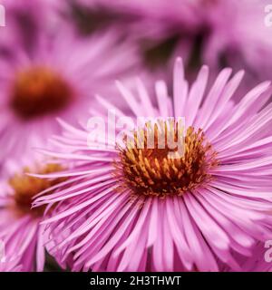 Schöne rosa Blüten von Herbst-Aster im Garten Stockfoto