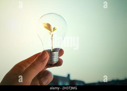 Nachhaltige Entwicklung, erneuerbare Energiequellen. Der Mensch hält eine Glühbirne mit einer Pflanze im Inneren Stockfoto