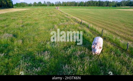 Luftaufnahme von Viehkühen im Gras auf einer Wiese, die mit einer Drohne aufgenommen wurde Stockfoto