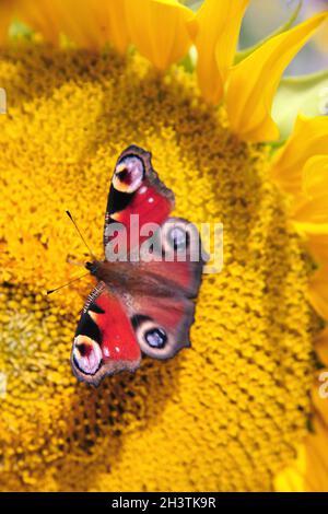 Leuchtend gelbe Sonnenblume mit Schmetterling an einem sonnigen Sommermorgen. Stockfoto