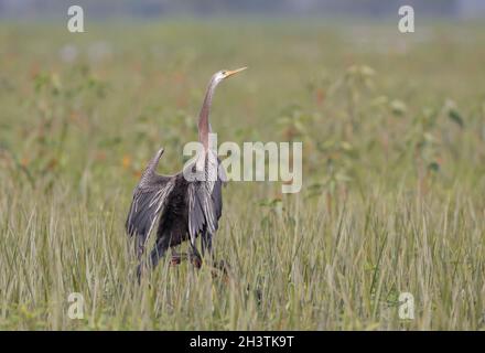 Orientalisch-süßer. Oriental Darter ist ein Wasservögel des tropischen Südasiens und Südostasiens. Stockfoto