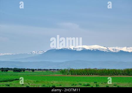 Herrliche Aussicht auf die Natur mit schönen gelben Blumen wachsen in grünem Gras mit riesigen Berg (uludag) Hintergrund. Stockfoto