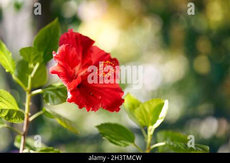 Foto einer blühenden Hibiskusblüte auf grünem Hintergrund Stockfoto