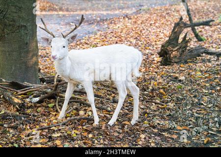 Weiße Hirsche isoliert in einem Laubwald. Entspannt und schön Stockfoto