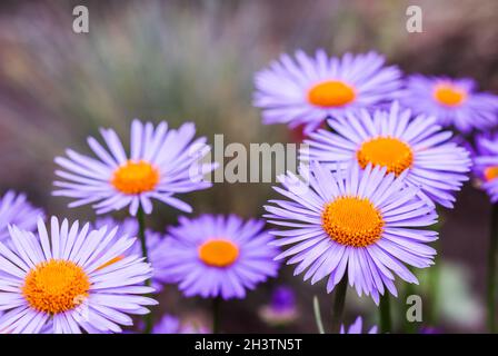 Alpine Aster (Aster alpinus). Schöne lila Blüten mit einem orangen Zentrum im Garten Stockfoto