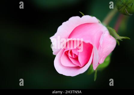 Rosa Rosa Rosa auf schwarzem Hintergrund. Perfekt für Grußkarten zum Geburtstag, Valentinstag und Muttertag Stockfoto