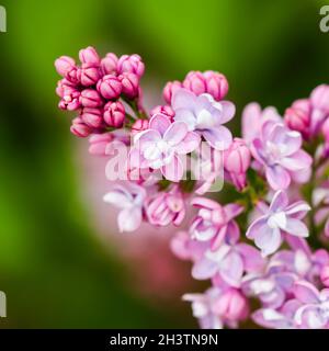 Blühender Zweig lila Frottee Lilac Blume. Floraler Hintergrund Stockfoto