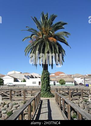 Steg mit Palme am Fischteich von La Coronada, Extremadura - Spanien Stockfoto