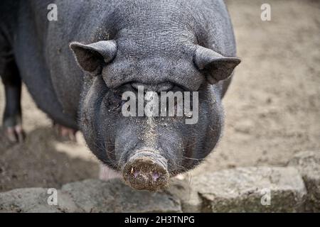 Mini-Schwein (Sus Scrofa f. Domestikus). Stockfoto