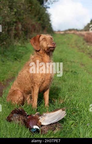 Ungarische Wirehaired vizsla mit toten Fasanen auf einem Schuss Stockfoto