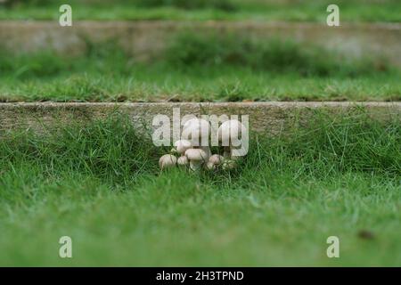 Brauner Buchenpilz 🍄 in Sri Lanka Stockfoto