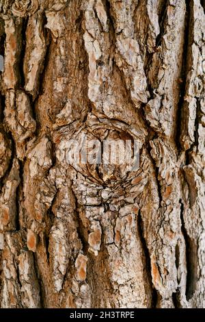 Braune Rinde eines alten Olivenbaums Stockfoto