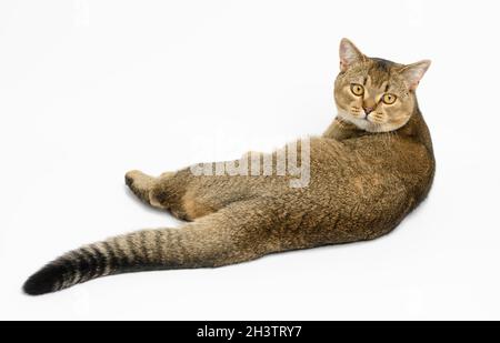 Ein erwachsener grauer, kurzhaariger schottischer Chinchilla-Kater mit geradem Ohr liegt mit seinem Rücken auf weißem Hintergrund Stockfoto