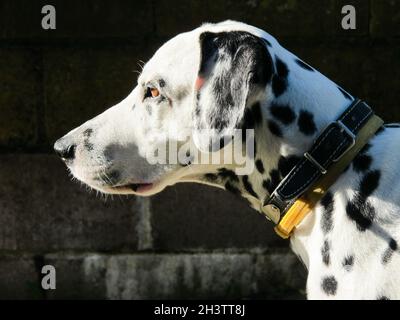 Das Porträt des jungen reinrassigen Dalmatiner auf schwarzem Hintergrund Stockfoto