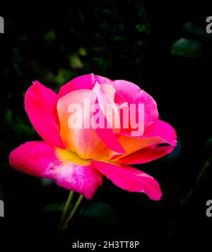 Schöne rosa Rose auf schwarzem Hintergrund isoliert. Ideal für Grußkarten für Hochzeit, Geburtstag, Valentinstag, Muttertag Stockfoto