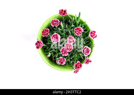 Draufsicht auf lila Mini-Nelke im Blumentopf Stockfoto