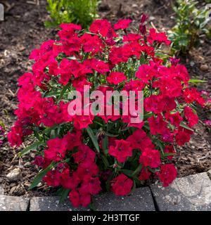 Red Sweet William (Dianthus barbatus) blüht in der frühen Morgensonne Stockfoto