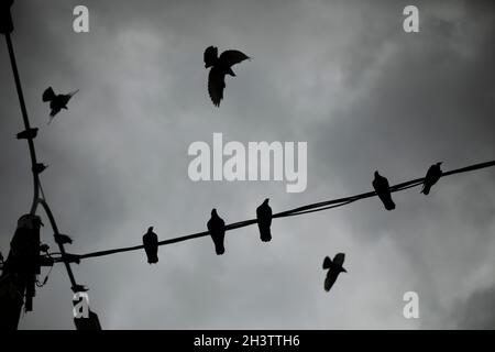 Tauben auf Drähten. Ein grauer Tag mit Vögeln. Viele Stadtvögel vor dem Hintergrund von Wolken. Silhouetten von Tauben, die auf einem Kabel sitzen. Stockfoto