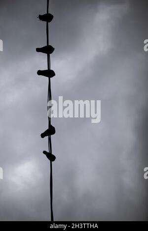 Tauben auf Drähten. Ein grauer Tag mit Vögeln. Viele Stadtvögel vor dem Hintergrund von Wolken. Silhouetten von Tauben, die auf einem Kabel sitzen. Stockfoto