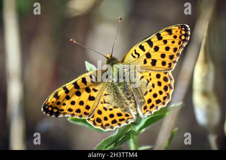 Kleiner Perlmuttschmetterling (Issoria lathonia, SYN .: Argynnis lathonia). Stockfoto