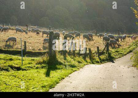 Grasland mit Schafen, Radweg R1, bei Gewissenruh, Wesertal, Weser-Hochland, Weserbergland, Hessen, Deutschland Stockfoto