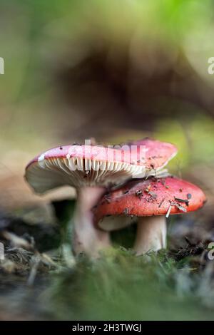 Ein Paar Täubling sp wächst im Wald auf Stockfoto