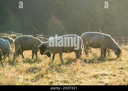 Weideland mit Schafen, bei Gewissenruh, Wesertal, Weser-Hochland, Weserbergland, Hessen, Deutschland Stockfoto