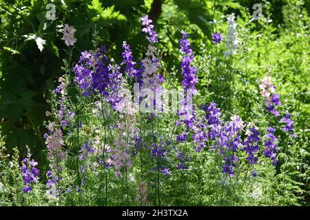 Consolidata regalis, Feldlerksporn Stockfoto