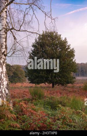 Wahner Heide Landschaft bei Troisdorf , am frühen Morgen im Oktober. Stockfoto