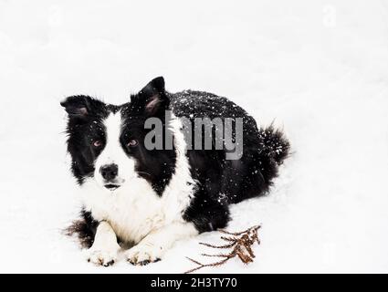 Border Collie, der sich nach der Jagd auf Schneeflocken auf einem Berghang mit Blick auf die historische Stadt Ouchi-Juku in der Präfektur Fukushima, Japan, ausruhte. Stockfoto