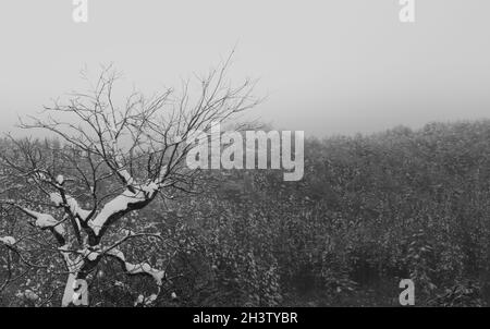 Eine abstrakte Schwarz-Weiß-Aufnahme des Waldes, der das kleine Bergtal rund um Ouchi-Juku in der Präfektur Fukushima, Japan, umgibt. Stockfoto