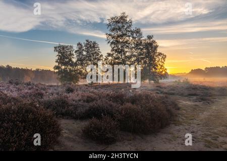 Wahner Heide Landschaft bei Troisdorf , am frühen Morgen im Oktober. Stockfoto