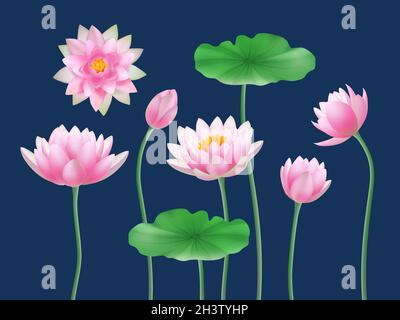 Realistische Lotus-Knospen. Natur farbige Blumen Yoga-Symbole anständige Vektor-Illustrationen Set Stock Vektor