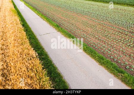 Luftaufnahme Kohlpflanzen auf dem Feld Stockfoto