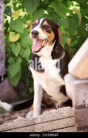 Hund mit traurigen Augen im Tierheim zur Adoption Stockfoto