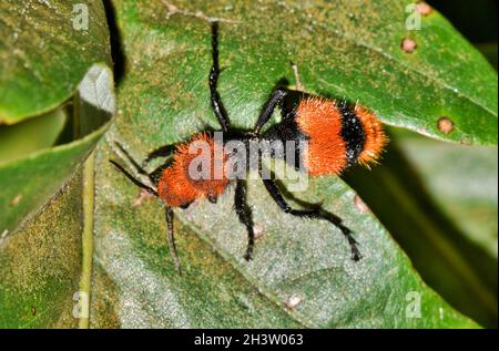 Rote Samtante (Dasymutilla occidentalis) Weibchen kriecht über Baumblätter, dorsale Ansicht in Houston, TX. Cow Killer ist ein weiterer gebräuchlicher Name. Stockfoto