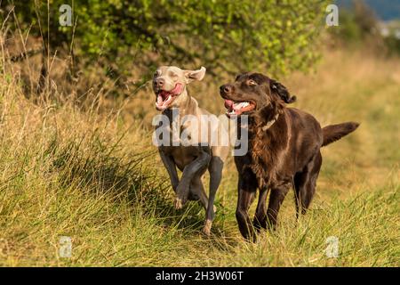 Weimaraner Hund mit Retriever auf einer Wiese laufen. Sonniger Herbsttag für die Jagd. Jagdhunde. Glücklicher Hund. Stockfoto