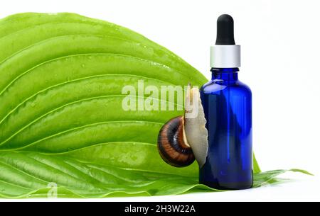 Grünes Blatt und braune Schnecke sitzt auf einer blauen Glasflasche mit einer Pipette, Beute Produkt isoliert auf einem weißen Hintergrund Stockfoto