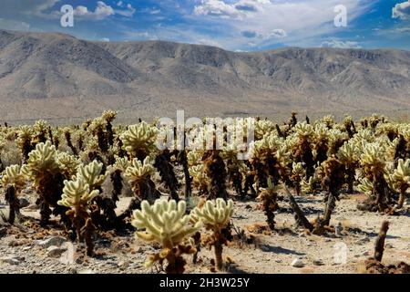 Die Cholla Gardens im Joshua Tree National Park, Kalifornien Stockfoto