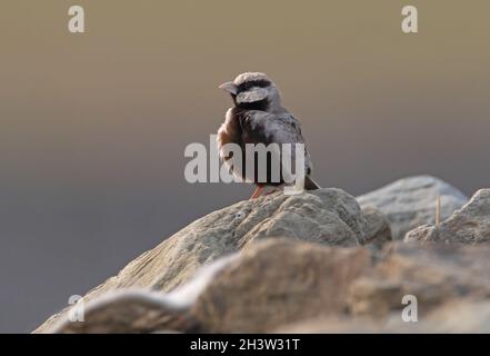 Aschig-gekrönter Sperlingslerche (Eremopterix griseus), erwachsener Rüde, der auf dem Felsen Koshi Tappu, Nepal, thront Januar Stockfoto