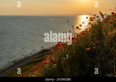 Blick auf die wunderschöne Ozeanküste mit schrägen, grasbewachsenen Hügeln und endlosen Mohn-Feldern im Vordergrund Stockfoto