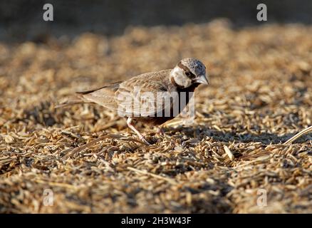 Ascherkranztes Sperlingslerche (Eremopterix griseus) Männchen, das sich auf dem Boden Gujarat, Indien, ernährt November Stockfoto