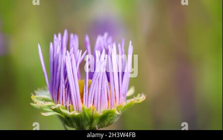 Eine Knospe von Alpenstern (Aster alpinus). Wunderschöne violette Blüten mit orangefarbenem Zentrum und Wassertropfen nach dem Regen Stockfoto