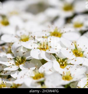 Thunberg Spirea blühender Strauch. Hintergrund von weißen Blumen Stockfoto